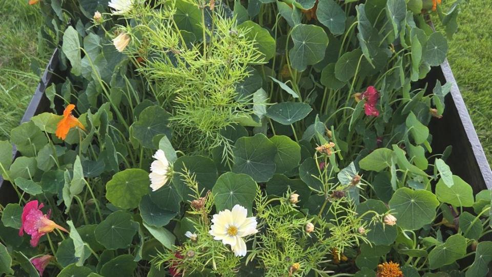 Lenkje til artikkel: Aminahagen blomstrar