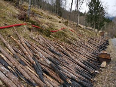 Einestaur - Klikk for stort bilete